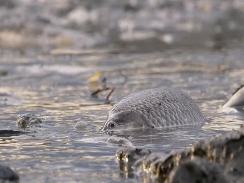 Fish dying in polluted water Video stock 81356575