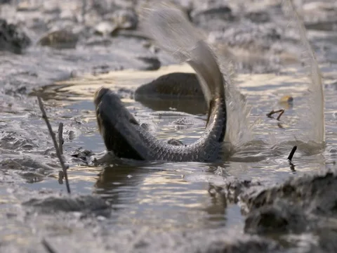 Fish dying in polluted water Видео 81356707