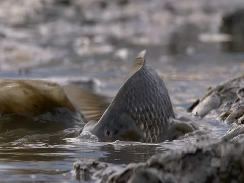 Fish dying in polluted water Stock-Footage 81360000