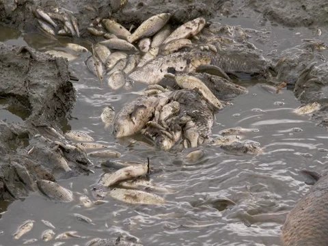 Fish dying in polluted water 動画素材 81360287