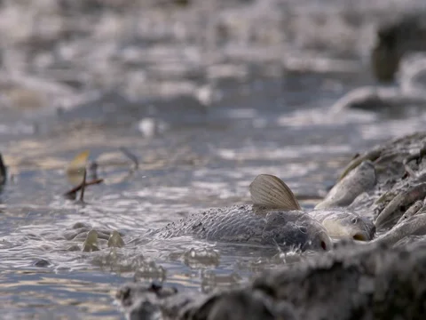 Fish dying in polluted water Vídeos de archivo 81538499