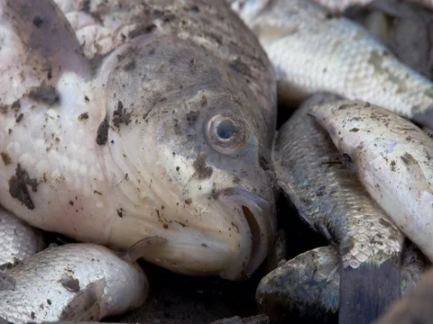 Fish dying in polluted water Stock Footage 81538598
