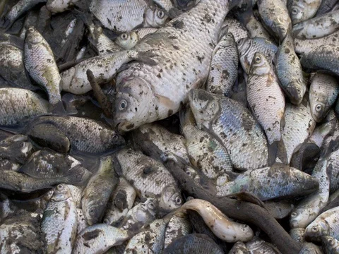 Fish dying in polluted water Video stock 81538634