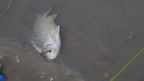 Fish Dying at Polluted Waters  Stockbeeldmateriaal 97762418