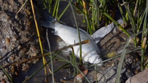 Fish Dying at Polluted Waters  Stockbeeldmateriaal 97762528
