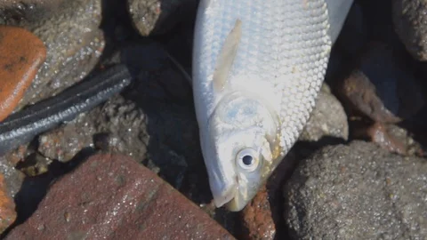 Fish Dying at Polluted Waters  Stockbeeldmateriaal 97782373