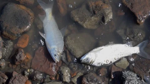 Fish Dying at Polluted Waters  Stockbeeldmateriaal 97782392