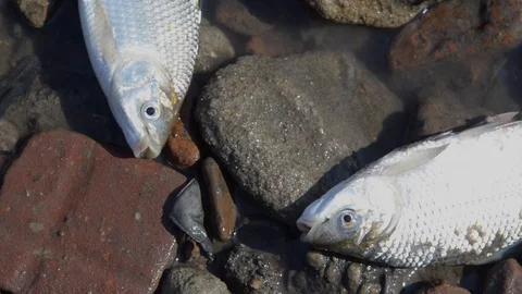 Fish Dying at Polluted Waters  Stockbeeldmateriaal 97782393