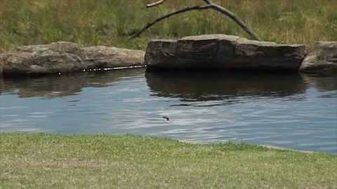 Fish eagle 4 Stock Footage 121177195