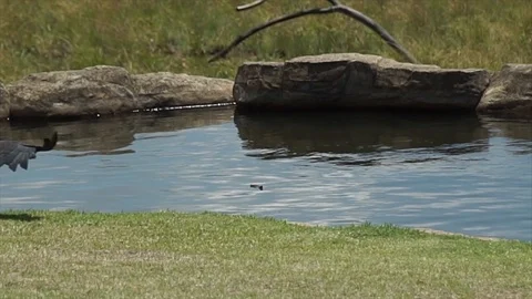 Fish eagle 4 slow motion Stock Footage 121177183