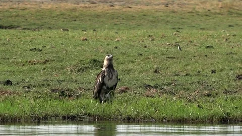 A fish eagle african sits on Chobe river bank, Botswana Stock Footage 123767893