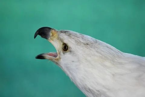 Fish Eagle Cry Stock Photos