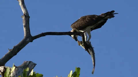 A fish eagle devours a fish in a tree branch in Florida. Stock Footage 55384344