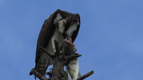 A fish eagle devours a fish in a tree branch in Florida. Stock Footage 55384811