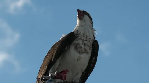 A fish eagle devours a fish in a tree branch in Florida. Stock Footage 55386542