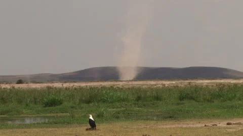 Fish eagle with dust devil in the background Stock Footage 54648329