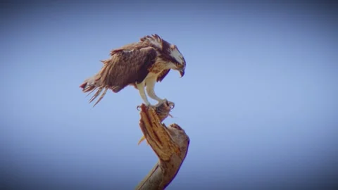 A fish Eagle feeding on its prey on tree top Stock Footage 243158911