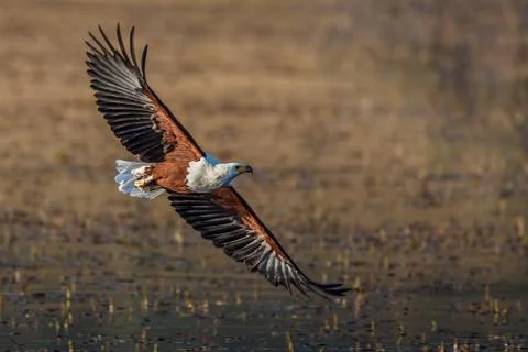 Fish eagle flyby Stock Photos