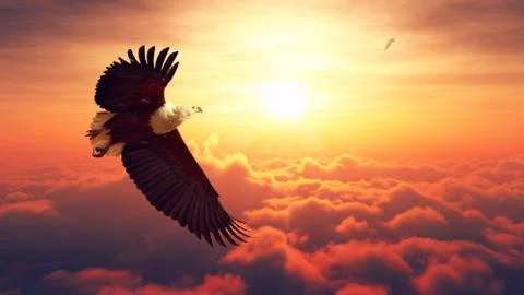 Fish Eagle flying above clouds Foto stock