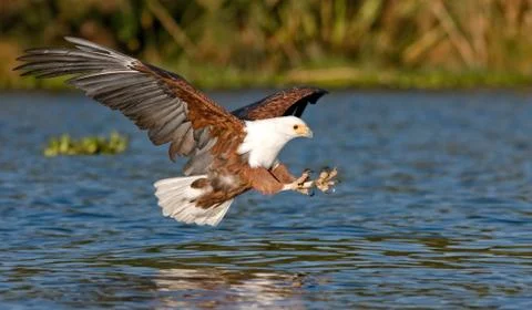 Fish eagle flying low over the water of Lake Naivasha 库存照片