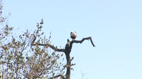Fish Eagle Vidéo 537937