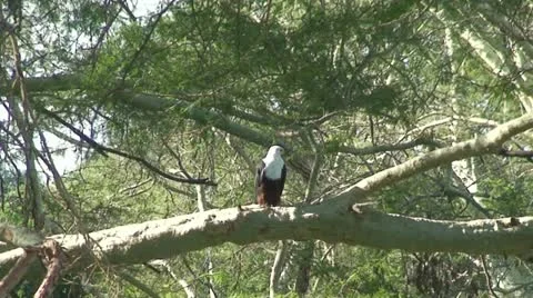 Fish Eagle Stock Footage 11632333