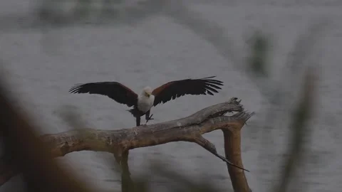 Fish eagle Stock Footage 240327194