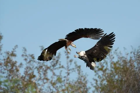 A Fish Eagle, Haliaeetus vocifer, talons grabbing Stock Photos