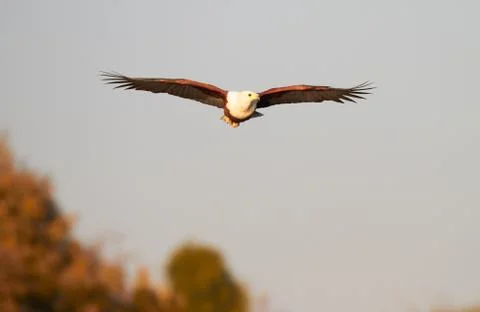 Fish eagle hunting Stock Photos