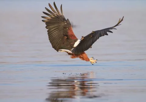 Fish eagle hunting Stock Photos