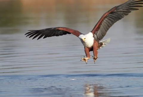 Fish eagle hunting Stock Photos