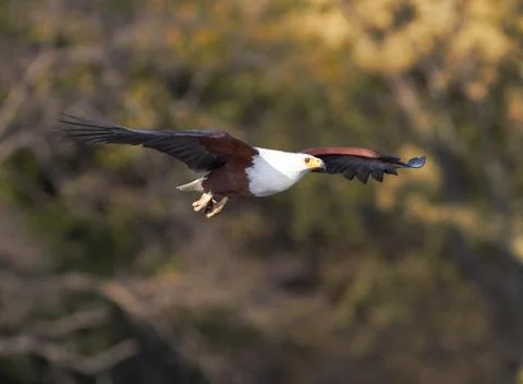 Fish eagle hunting Stock Photos