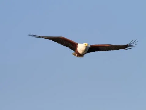 Fish eagle hunting Foto stock
