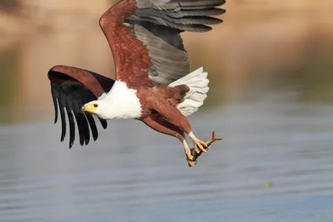 Fish eagle hunting Stock Photos