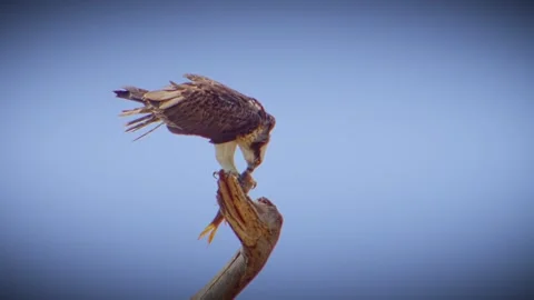 Fish Eagle with its prey Stock Footage 243158667