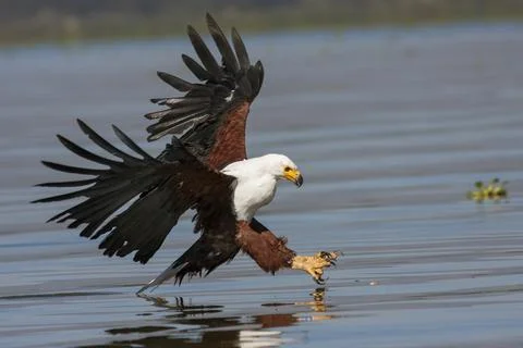 Fish eagle at the last moment to attack prey 库存照片