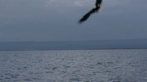 Fish Eagle P1 Stockbeeldmateriaal 976368