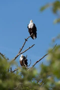 Fish Eagle pair Stock Photos