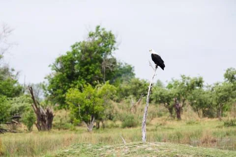 Fish Eagle perched dead tree Stockfoto's