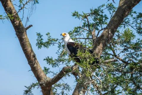 The fish eagle is perched gracefully on a tree branch, Lake Mburo, Uganda Stock Photos