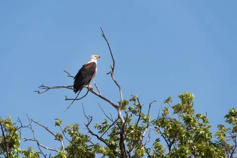 Fish Eagle Perched Stock Photos