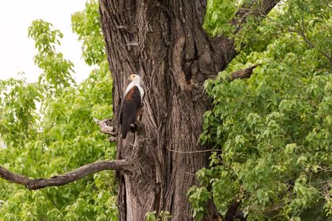 Fish Eagle perched on tree Stock Photos