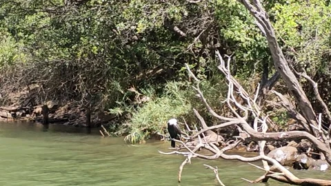 Fish Eagle Perched by the Water, Blyde River Canyon, South Africa 8K Stock-Footage 347960571