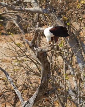 Fish eagle Stock Photos