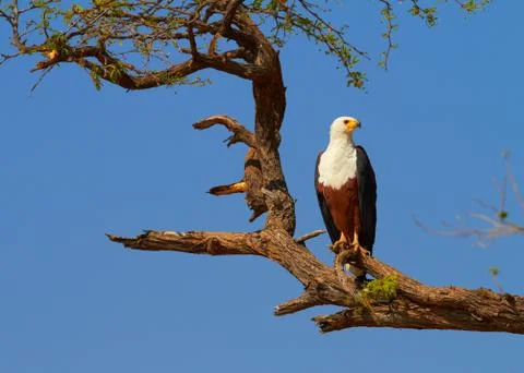 Fish eagle Stock Photos