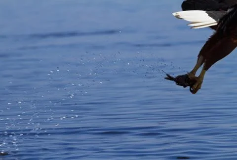 Fish eagle Stock Photos