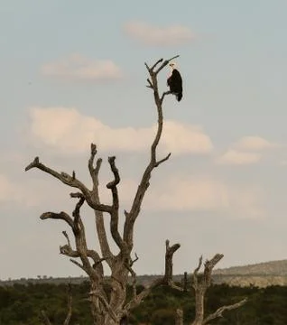 Fish Eagle Stock Photos