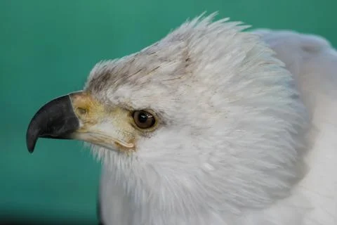 Fish Eagle Portrait Stock Photos