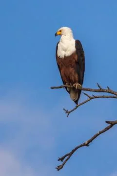 Fish eagle sitting on branch Stock Photos