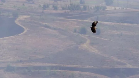A fish eagle soars on a thermal wind. Stock Footage 202882775